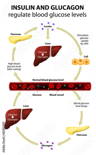 Insulin and glucagon photo