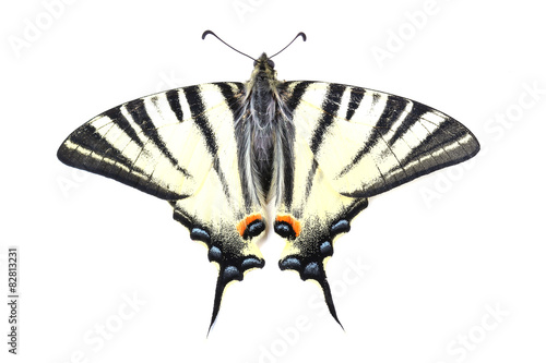 Scarse swallowtail (Iphiclides podalirius) isolated on white