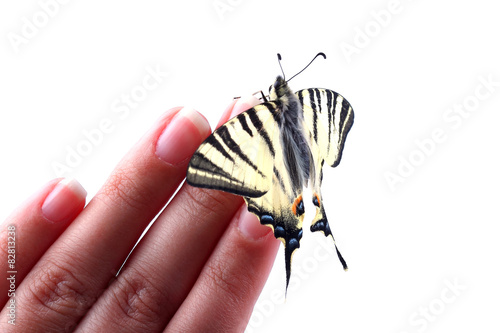 Scarse swallowtail (Iphiclides podalirius) sitting on human fin photo