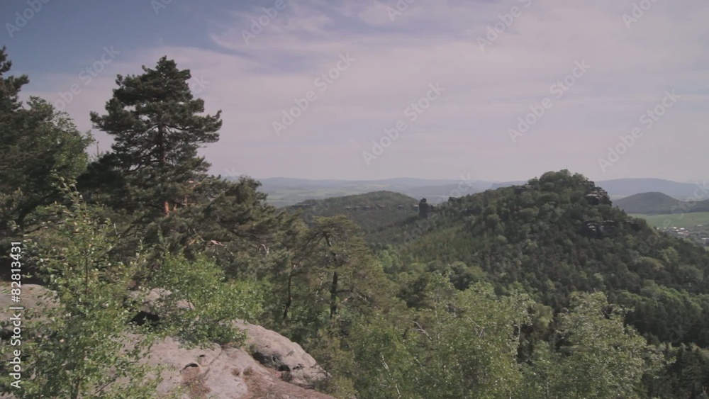Baum mit Moos und Baumpilze , Tree with Fungi