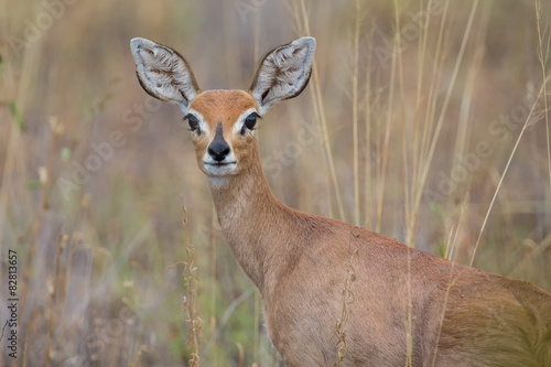 Single alert steenbok carefully graze burnt grass