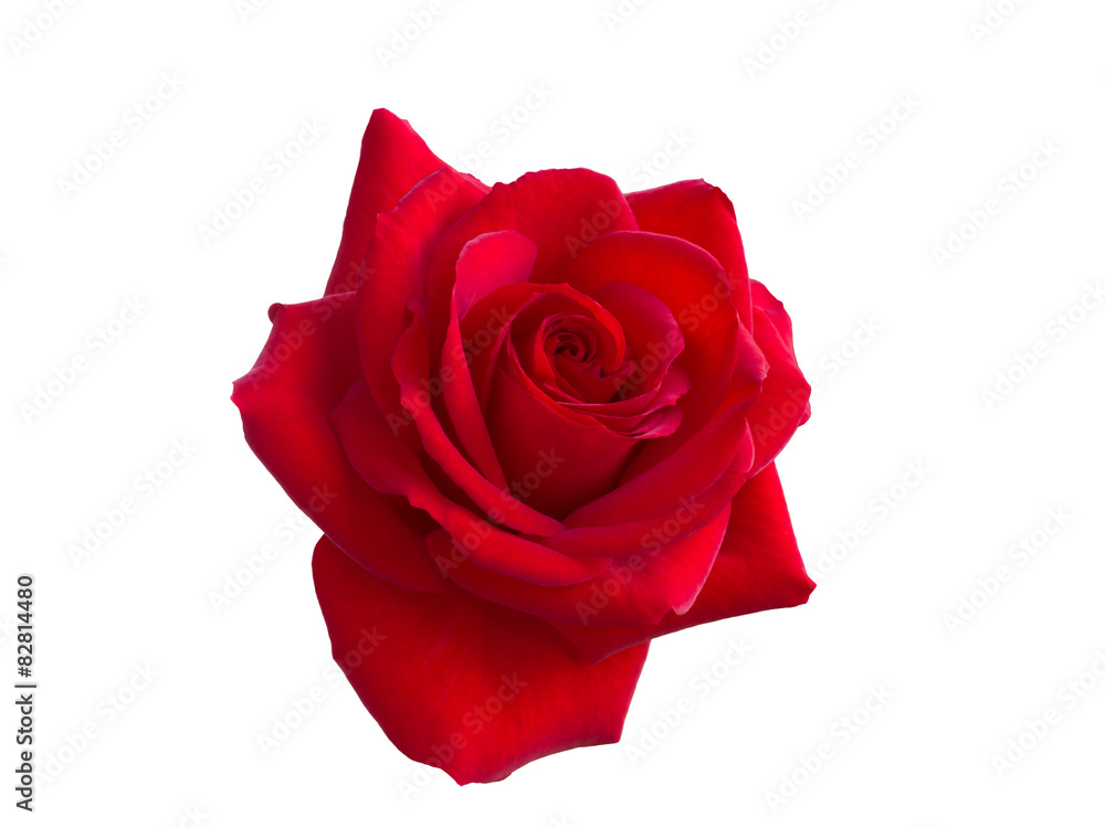 red rose red rose