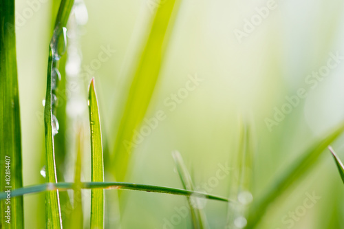 green background  detail of grass