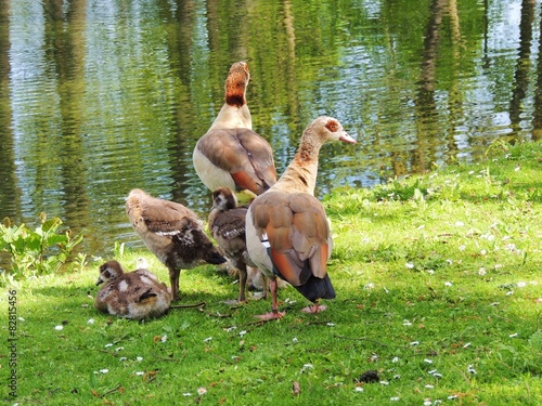 Nilgänse photo