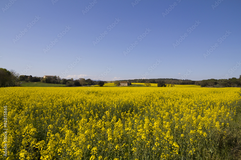Obraz premium Field with yellow flowers