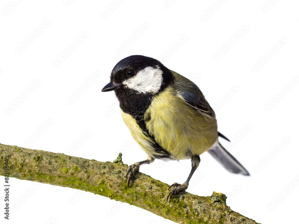 Obraz premium Perched great tit from the front looking left on white