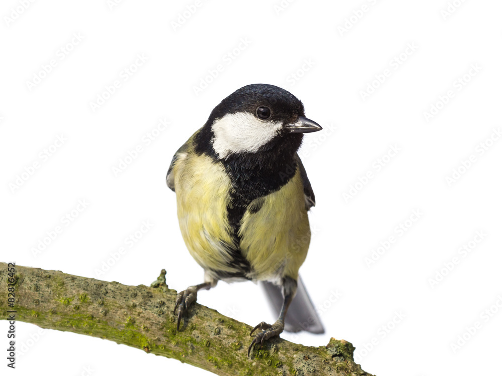 Perched great tit from the front looking right on white Perched great tit from the front looking right on white