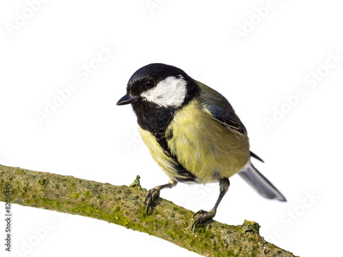 Perched great tit from the front looking left on white