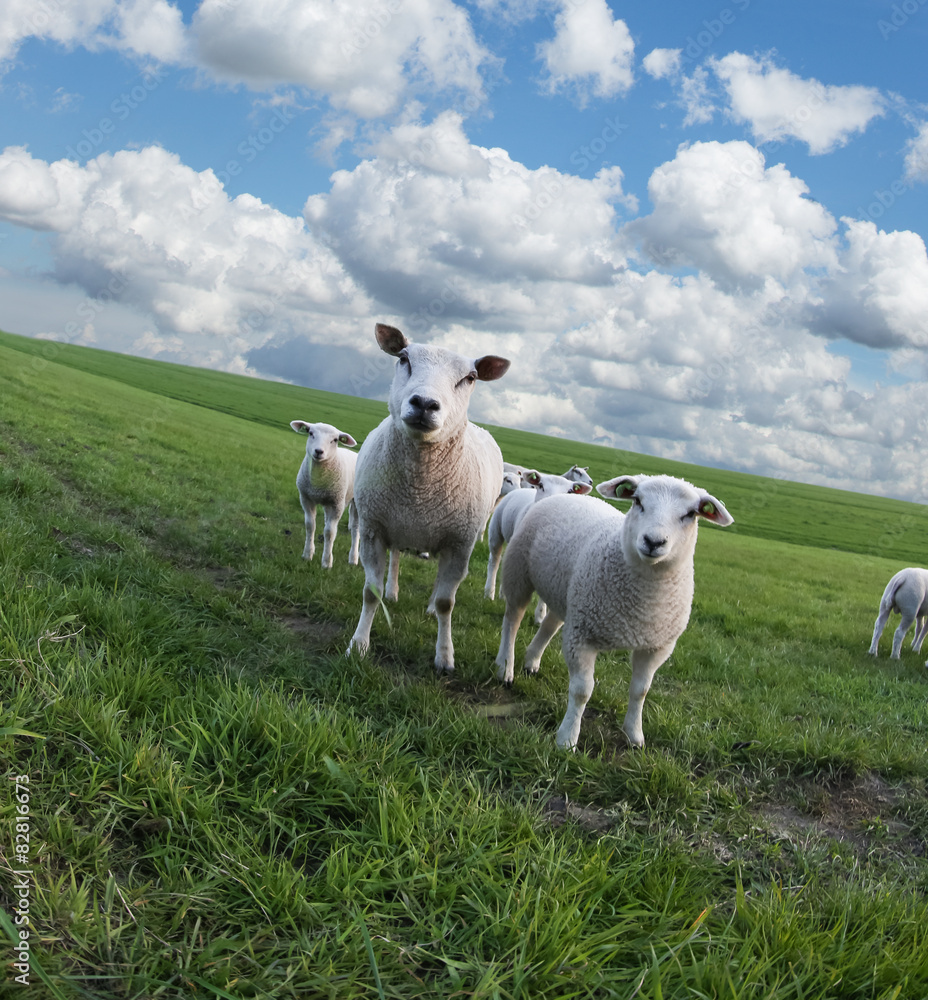 Obraz premium Sheeps on a meadow