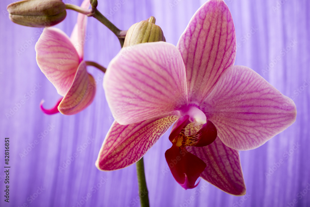 Obraz premium Pink orchid on colored background.