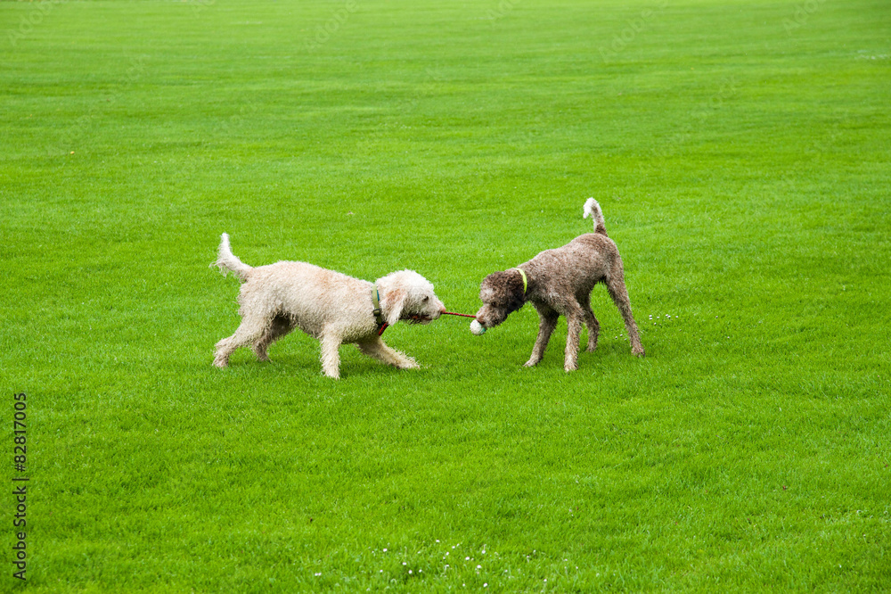 Fototapeta premium Zwei Hunde spielen auf Wiese mit Ball