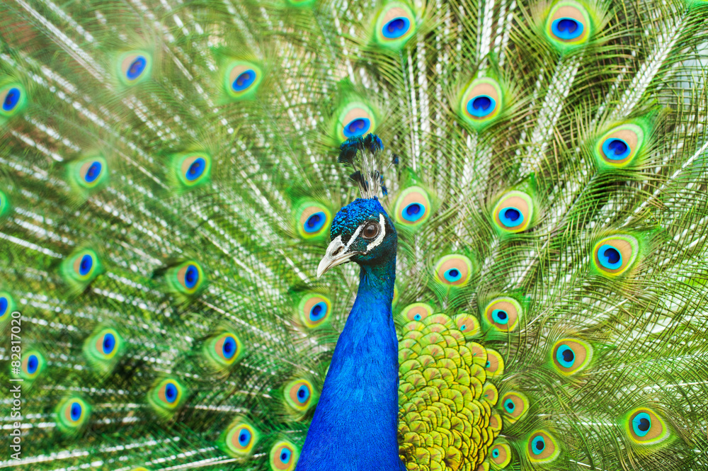 Obraz premium Close up of peacock