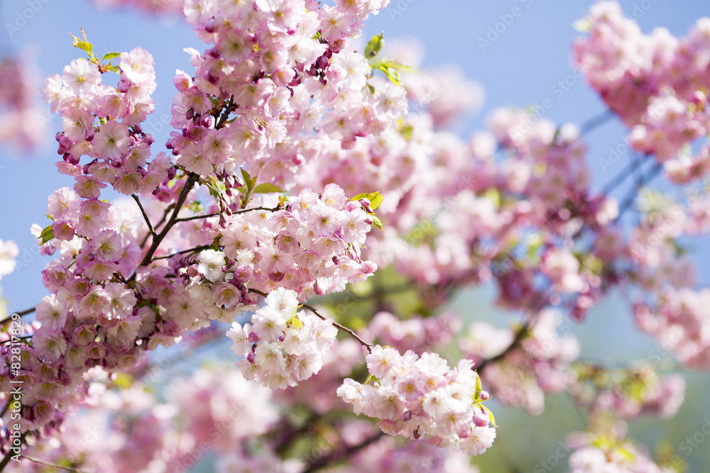 Fototapeta premium Sakura. Tree cherry on the garden.