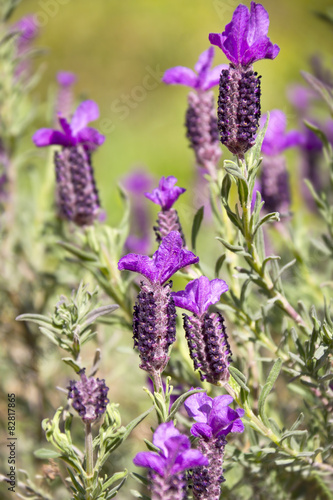 Obraz na płótnie Spanish Lavender, Lavendula Stoechas w salonie