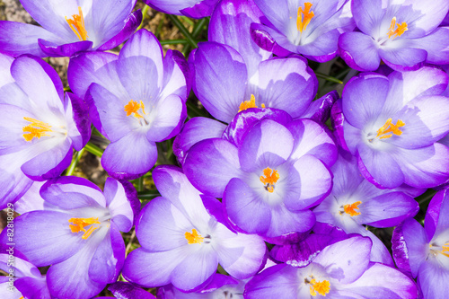 Fototapeta Naklejka Na Ścianę i Meble -  Purple Crocus Blossoms