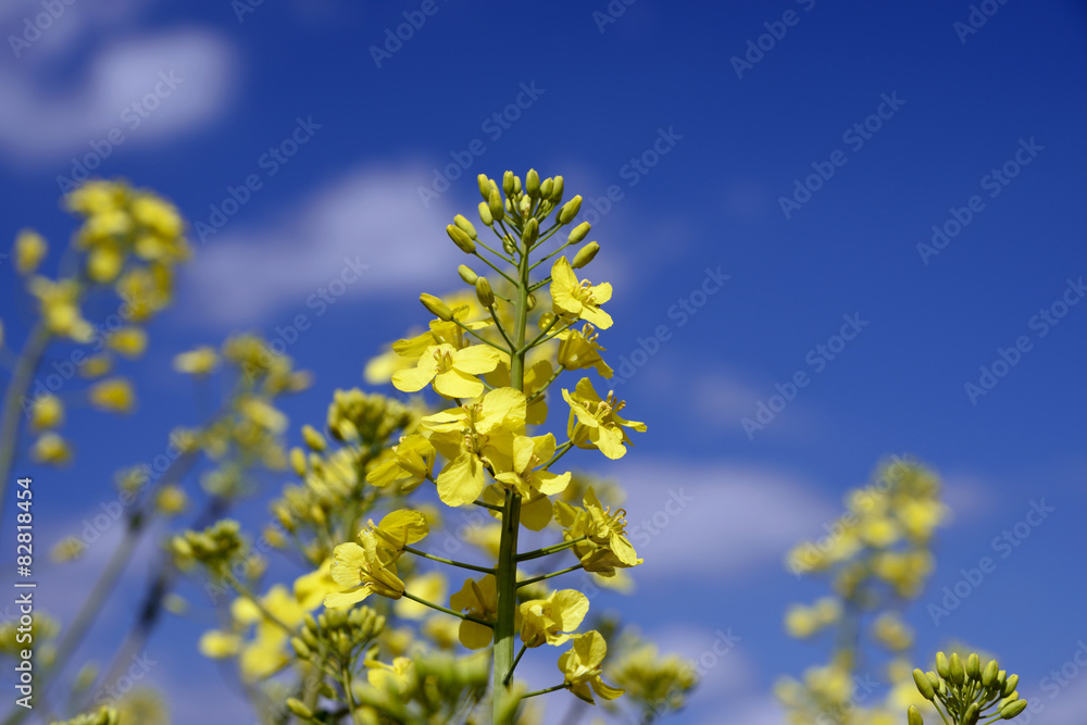 Rapsblüte vor blauem Himmel (Brassica napus) Rapsblüte vor blauem Himmel (Brassica napus)