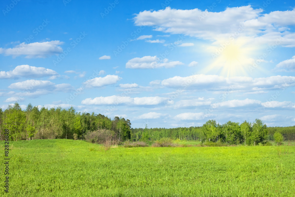 spring forest