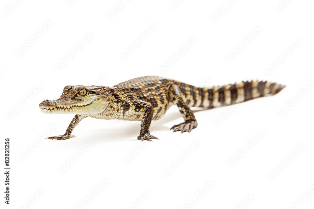 Naklejka premium Baby crocodile walking forward