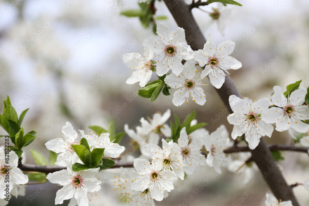 Blooming cherry tree twigs in spring close up Blooming cherry tree twigs in spring close up