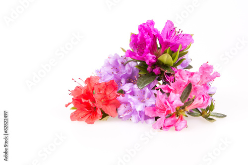 Rhododendron flowers composition on a white background