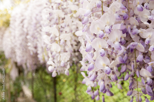 Wisteria photo