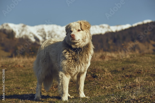 Alert white furry sheepdog