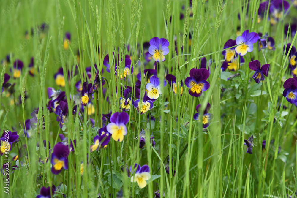 viole violette fiori giardino Stock Photo | Adobe Stock