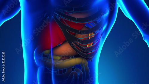 Anatomy of Human Spleen - Medical X-Ray Scan