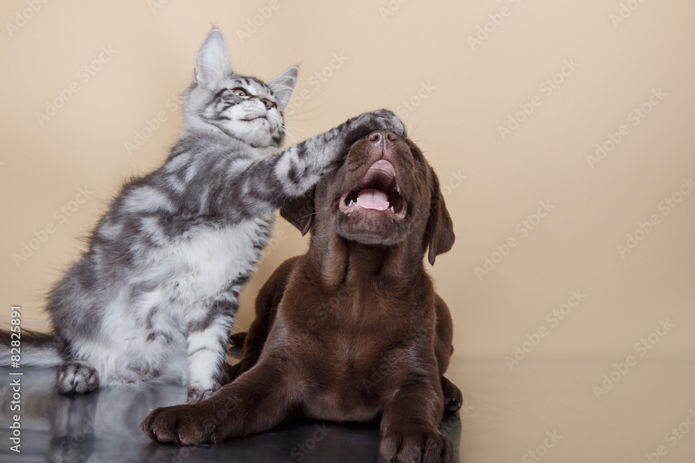 Ταπετσαρία Labrador puppy and kitten breeds Maine Coon