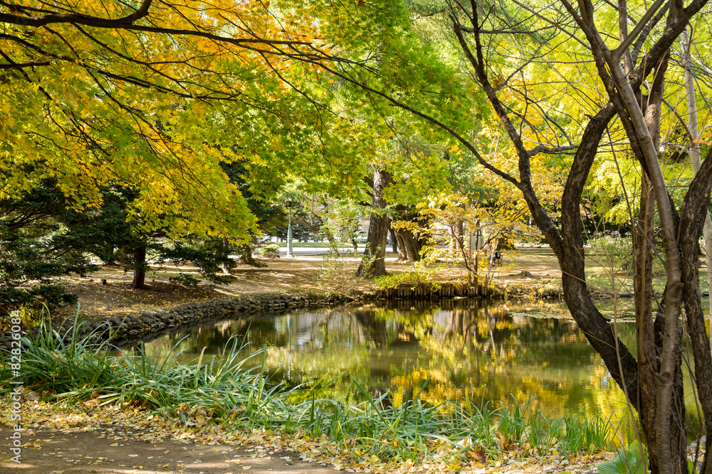 秋の池の畔