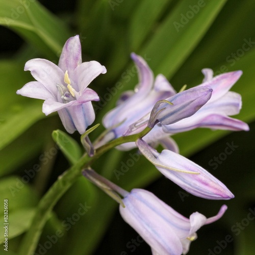 Bell flowers