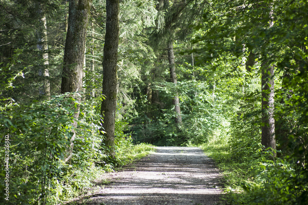 Waldweg Waldweg