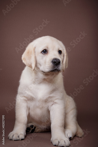 Puppy breed labrador © annaav