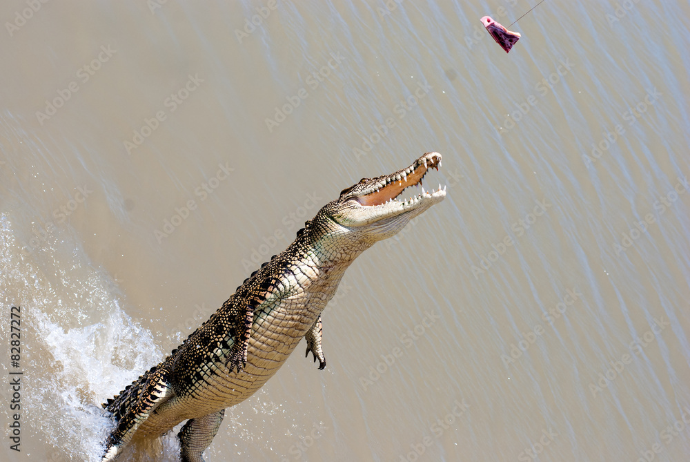 Fototapeta premium Crocodile jumping to catch a piece of meat