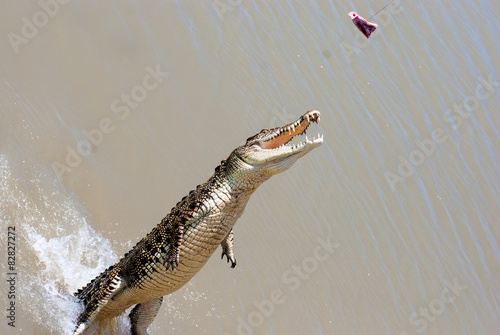Crocodile jumping to catch a piece of meat