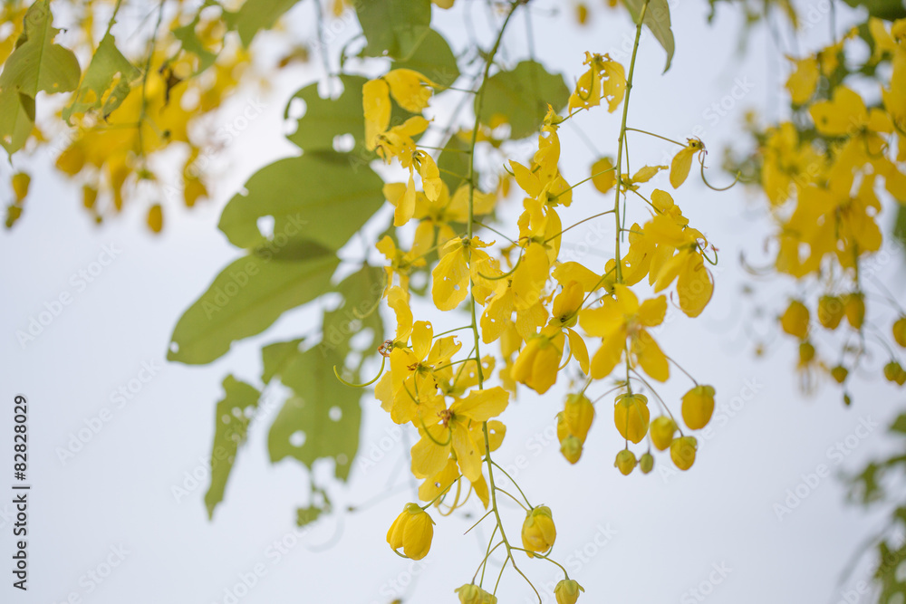 Yellow Flower Background Yellow Flower Background