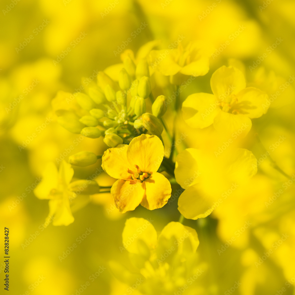 Canola flower Canola flower
