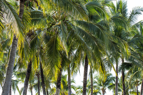 Palm tree with coconut