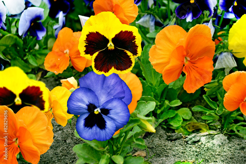 pansy flowers photo