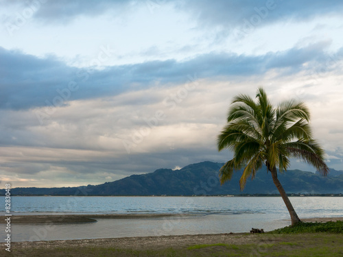 Lone Palm tree on a beach on cloudy day  Fiji