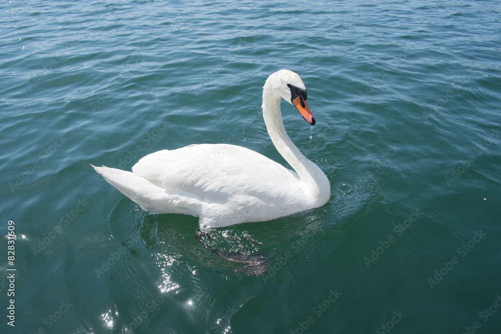 Obraz premium 白鳥