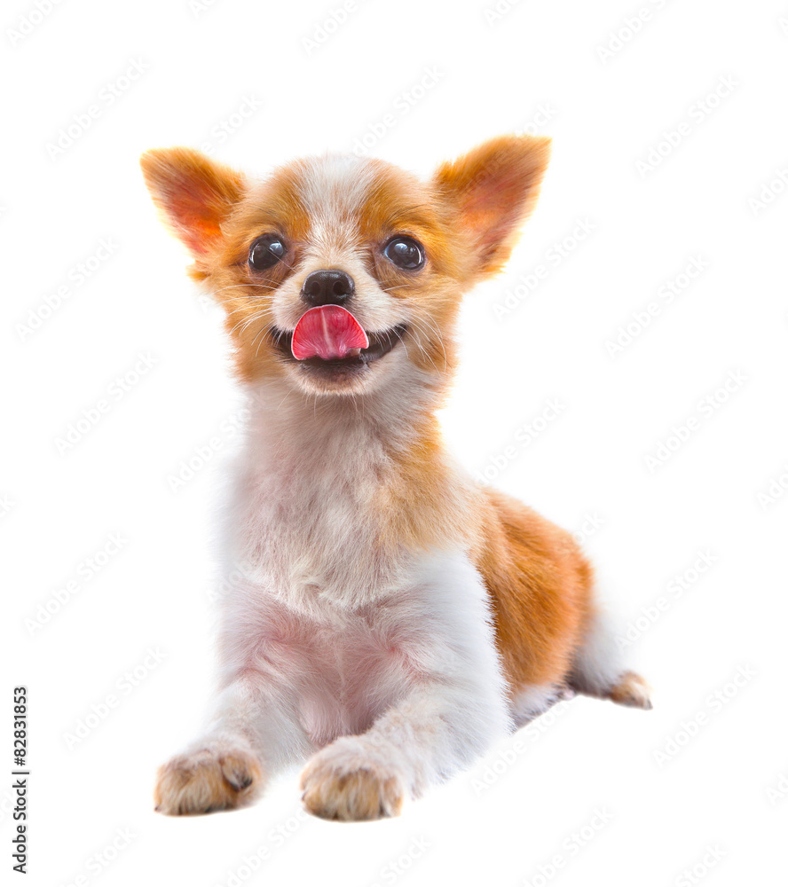 face of pomeranian dog lying on white with funny face