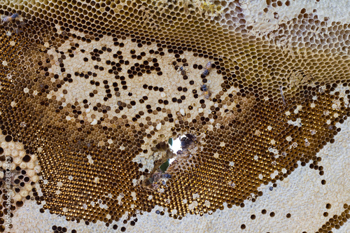 Surface hem Honeycomb