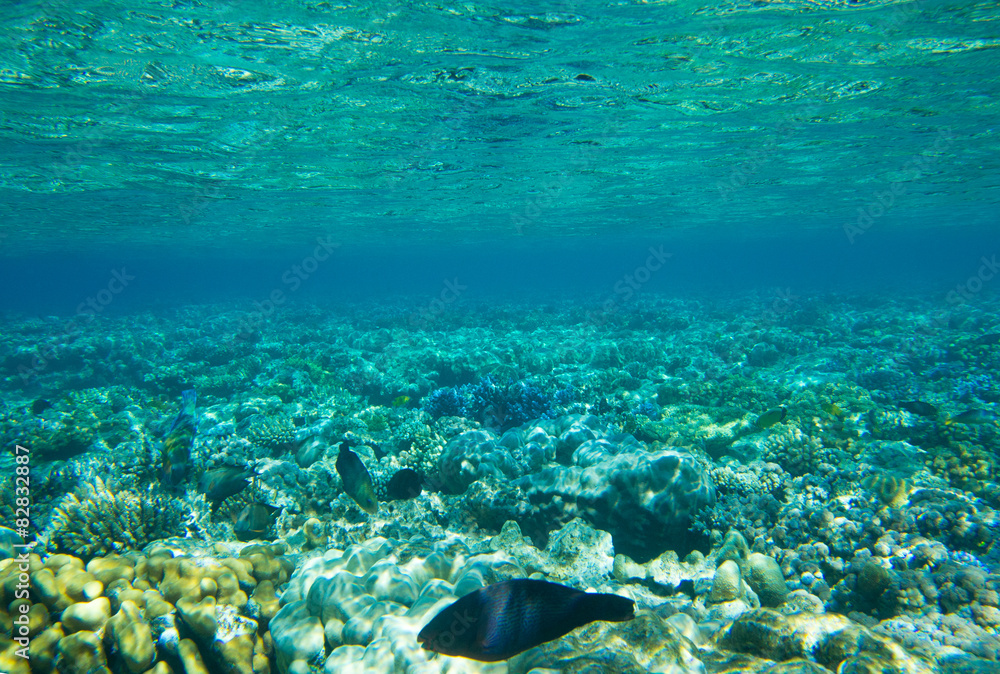 Fototapeta premium Underwater