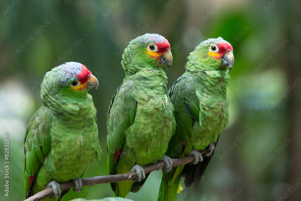 Fototapeta premium parrot bird