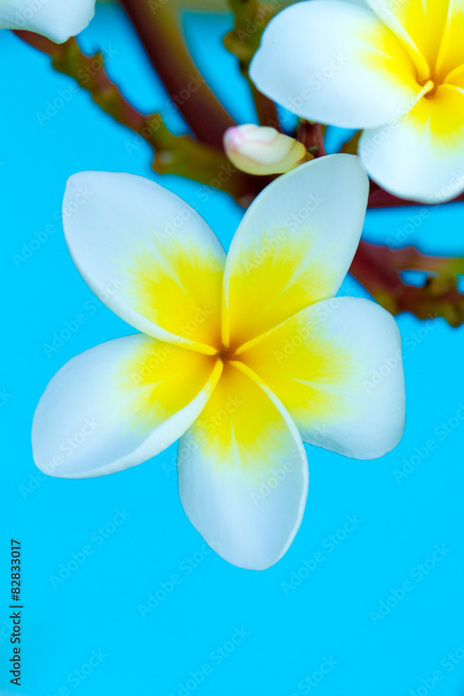 Naklejka premium Frangipani flowers