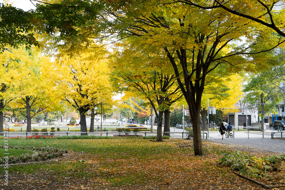 Naklejka premium 秋の都市公園
