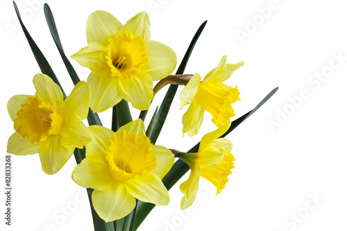 Fototapeta Naklejka Na Ścianę i Meble -  Daffodil Flower Plant