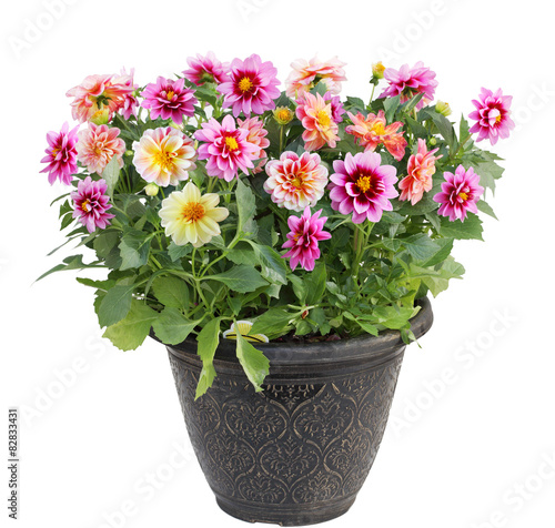 Dahlia Flower in Pot