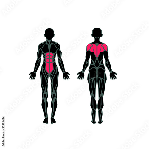 Polygonal anatomy of female muscular system, exercise and muscle